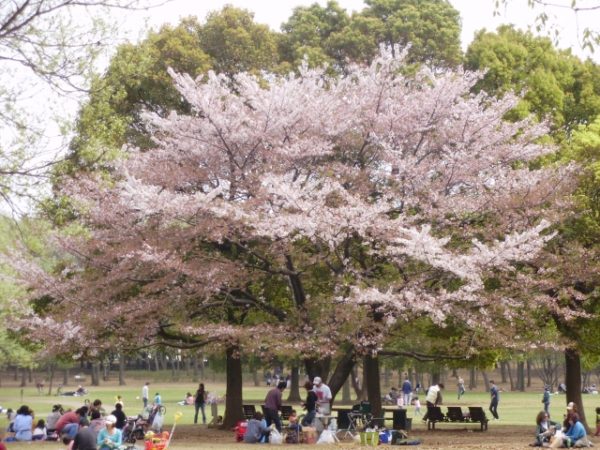 福岡城さくらまつりのバーベキューを徹底調査 手ぶらbbqが楽しめる