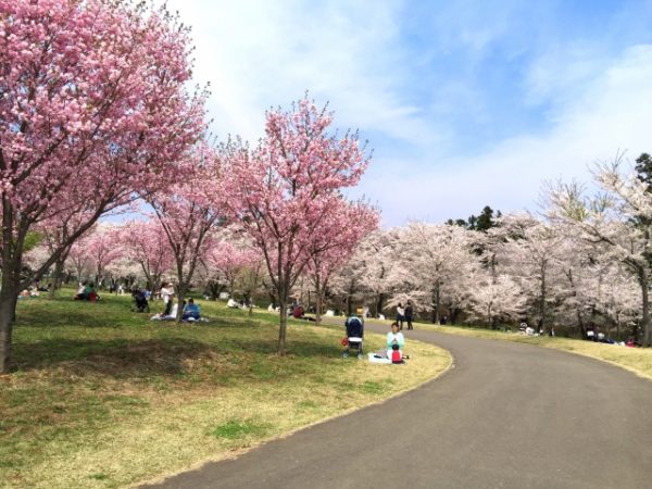 福岡城さくらまつりのバーベキューを徹底調査 手ぶらbbqが楽しめる い ら