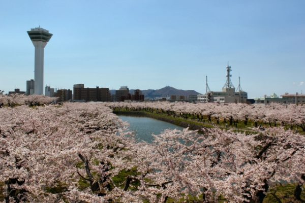 五稜郭桜の開花予想と満開時期 Gwは満開の桜が楽しめる い ら