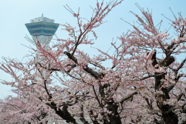 五稜郭公園の桜を満喫するなら駐車場はここで決まり 無料駐車場は有るの い ら