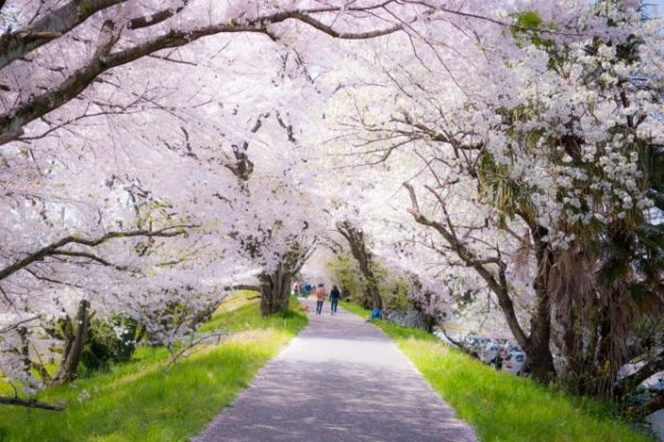 静内桜祭り年の会場内を楽しむのはこれ シャトルバスか自転車がおすすめ い ら