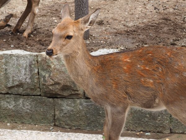 オノ持ち歩きはなぜ 殺傷の奈良の鹿が車に体当たりの理由はなに い ら