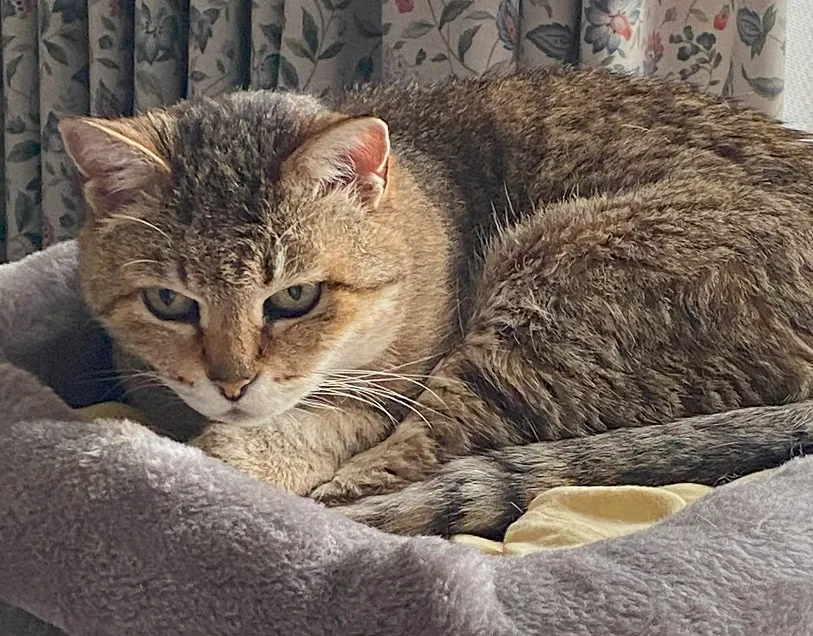 猫